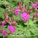 Герань крупнокорневищная "Bevan's Variety" (Geranium macrorhizum)