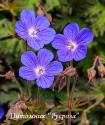 Герань гималайская "Kaya" (Geranium himalayense)