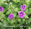 Герань "Clos du Coudray" (Geranium nodosum)