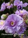 Герань луговая "Summer Skies" (Geranium pratense)