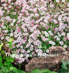 Гипсофила ползучая "Dorothy Teacher" (Gypsophila repens)