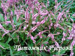 Горец стеблеобъемлющий "Pink Elephant" (Polygonum amplexicaule)