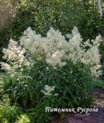 Горец изменчивый (Polygonum polymorpha)