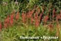 Горец "Orange Field" (Persicaria)