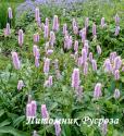 Горец змеиный "Superba" (Polygonum bistorta)