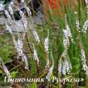 Горец свечевидный Alba (Persicaria amplexicaulis)