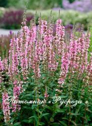 Дербенник иволистный "Blush" (Lythrum salicaria)