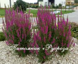 Дербенник "Zigeunerblut" (Lythrum salicaria)