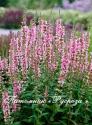 Дербенник иволистный "Blush" (Lythrum salicaria)