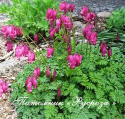 Дицентра красивая "Bacchanal" (Dicentra Formosa)