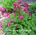 Дицентра красивая "Bacchanal" (Dicentra Formosa)