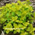 Душица обыкновенная "Aureum Variegatum" (Origanum vulgare)