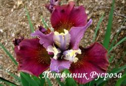 Ирис "Cherry Fling" (Iris sibirica)