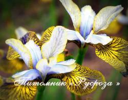 Ирис сибирский "Flying Fiddles" (Iris sibirica) ( Marty Schafer и Jan Sacks , R. 2010)