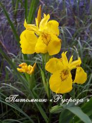 Ирис болотный (Iris pseudacorus)