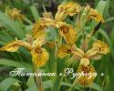 Ирис болотный "Berlin Tiger" (Iris pseudacorus)