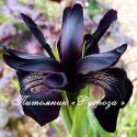 Ирис золотисто-расписной "Black Form" (Iris chrysographes)