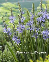 Камассия 'Caerulea' (camassia leichtlinii)