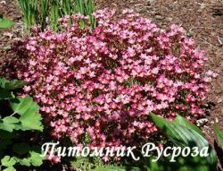 Камнеломка "Pixie" (Saxifraga)