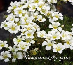 Камнеломка "Findling" (Saxifraga)