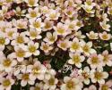 Камнеломка "Apple Blossem" (Saxifraga)