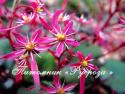 Камнеломка "Black Ruby" (Saxifraga)