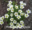 Камнеломка Арендса "White Star" (Saxifraga arendsii)