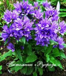 Колокольчик "Acaulis" (Campanula)