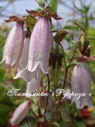 Колокольчик точечный "Silver Bells" (Campanula punctata)