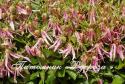 Колокольчик "Pink Octopus"(Campanula)