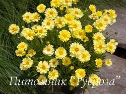 Кореопсис "Solardance" (Coreopsis)