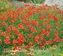 Кореопсис мутовчатый "Ladybird" (Coreopsis verticillata)