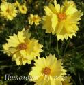 Кореопсис "Solardance" (Coreopsis)