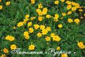 Кореопсис ушковатый "Nana" (Coreopsis auriculata)