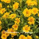 Кореопсис "Jethro Tull" (Coreopsis)