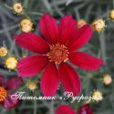 Кореопсис "Red Satin"(Coreopsis)