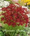 Кореопсис "Red Satin"(Coreopsis)