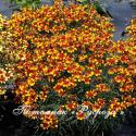 Кореопсис "Sunstar Orange" (Coreopsis)