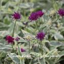 Короставник македонский "Thunder and Lightning" (Knautia macedonica)