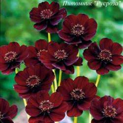 Космос кроваво-красный