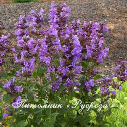 Котовник "Blue Dragon" (Nepeta)