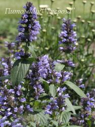 Котовник полусидячий "Washfield" (Nepeta subsessilis)