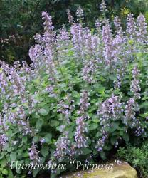 Котовник Фассена "Dropmore" (Nepeta faassenii)