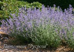 Котовник Фассена "Six Hills Giant" (Nepeta faassenii)