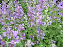 Котовник Фассена "Walker's Low" (Nepeta faassenii)