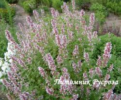 Котовник "Dawn to Dusk" (Nepeta)