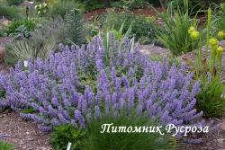 Котовник Фассена "Purple Haze" (Nepeta faassenii)