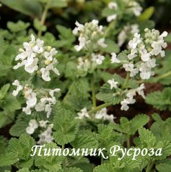 Котовник "Snowflake" (Nepeta faassenii)