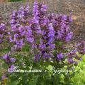 Котовник "Blue Dragon" (Nepeta)