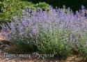 Котовник Фассена "Six Hills Giant" (Nepeta faassenii)